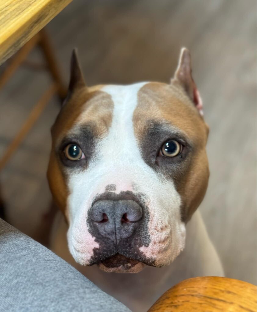 best pitbulls in the usa