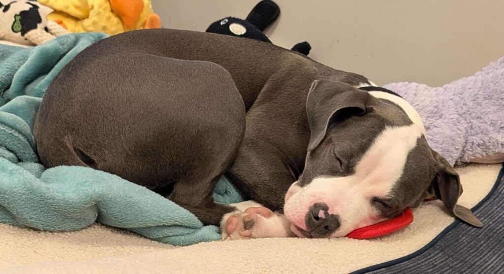 best pitbulls in the usa