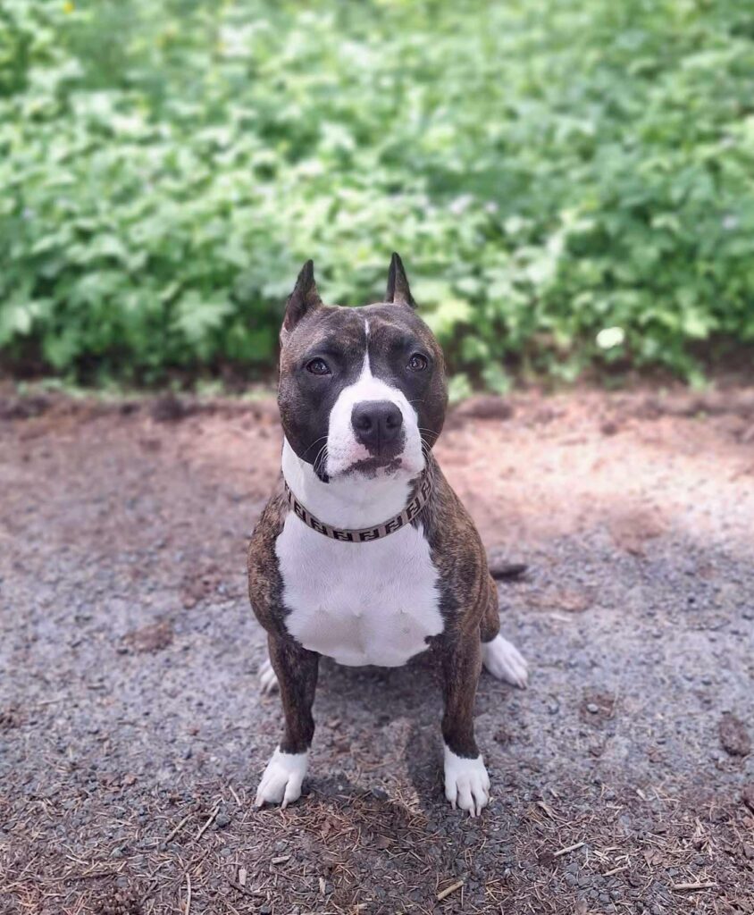 best pitbulls in the usa