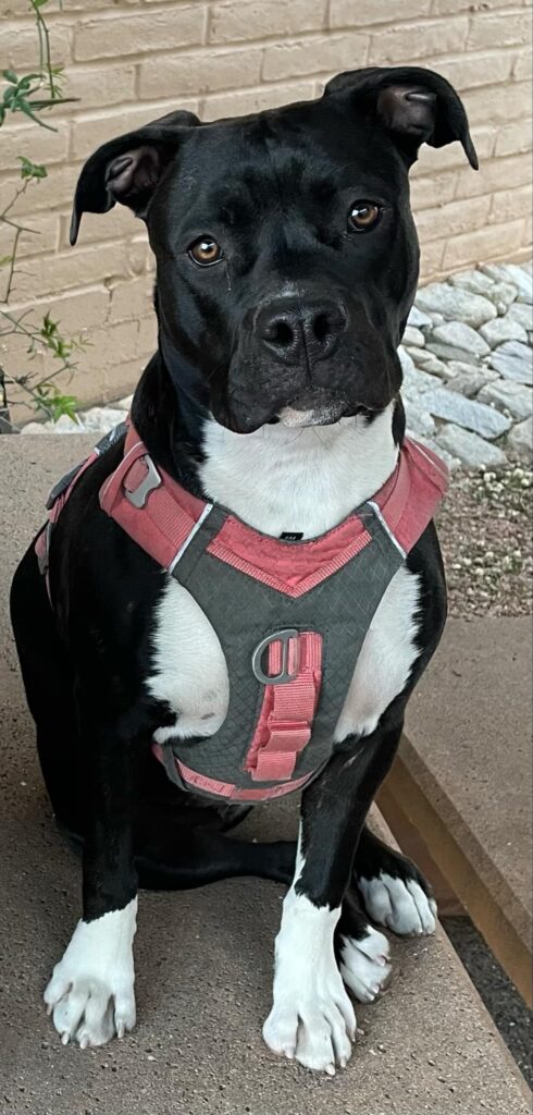 real american pit bull terrier breeder