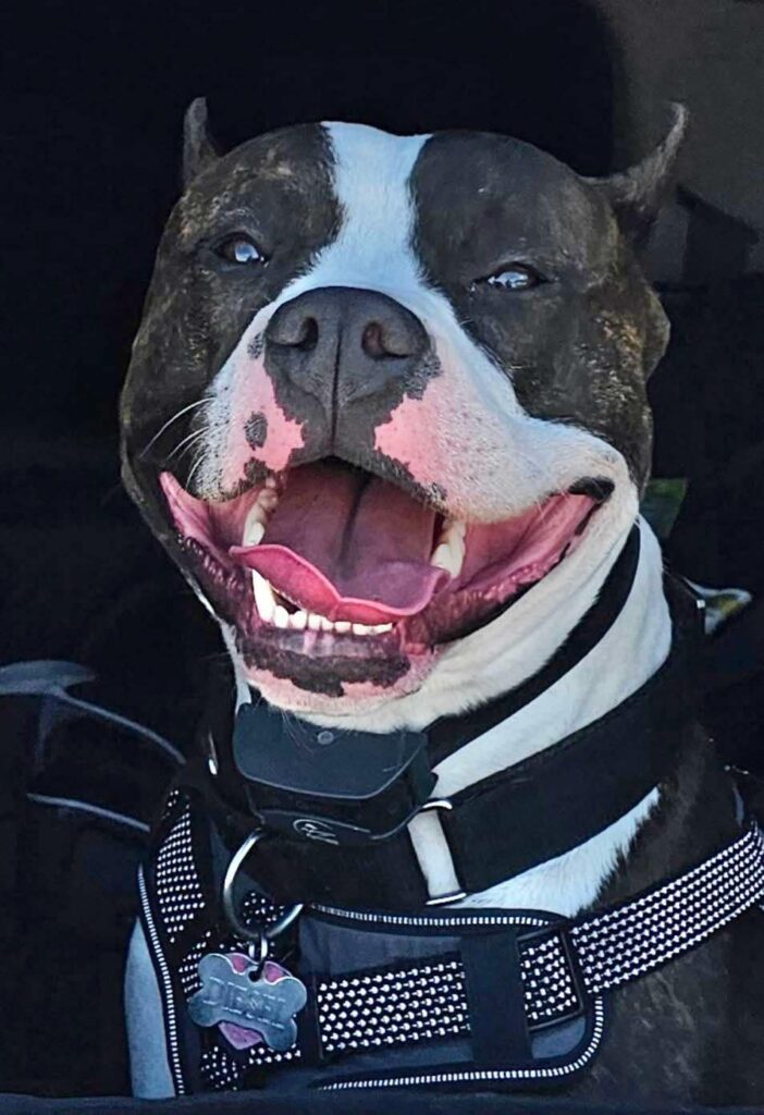 best pitbulls in the usa