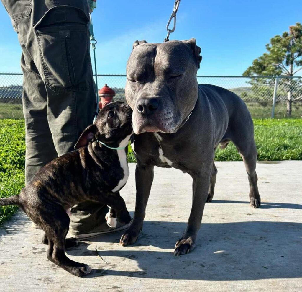 best pitbulls in the usa