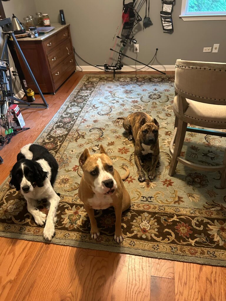 pitbulls in kentucky