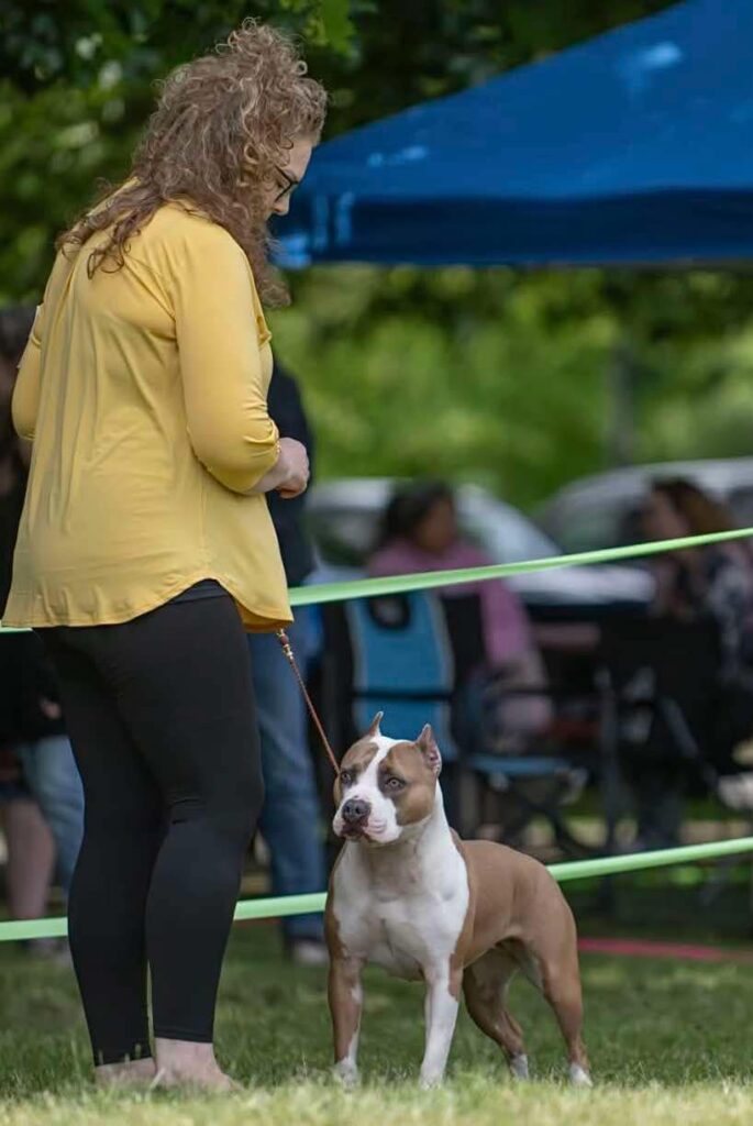 blue pitbull breeder