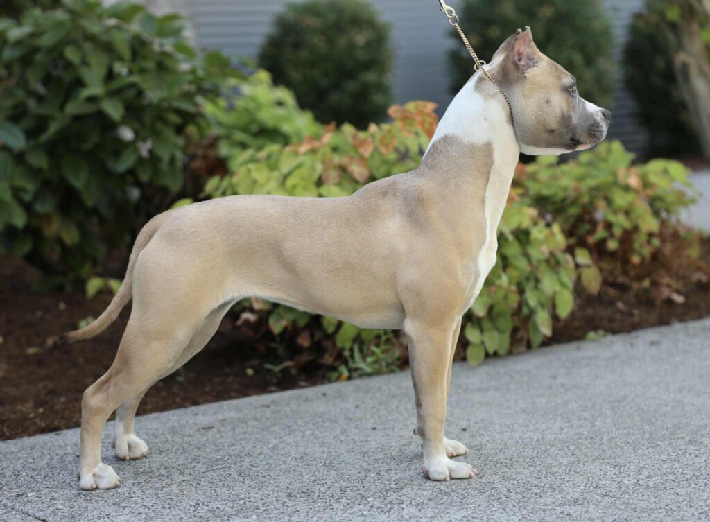 Best american pit bull terrier breeder in the usa