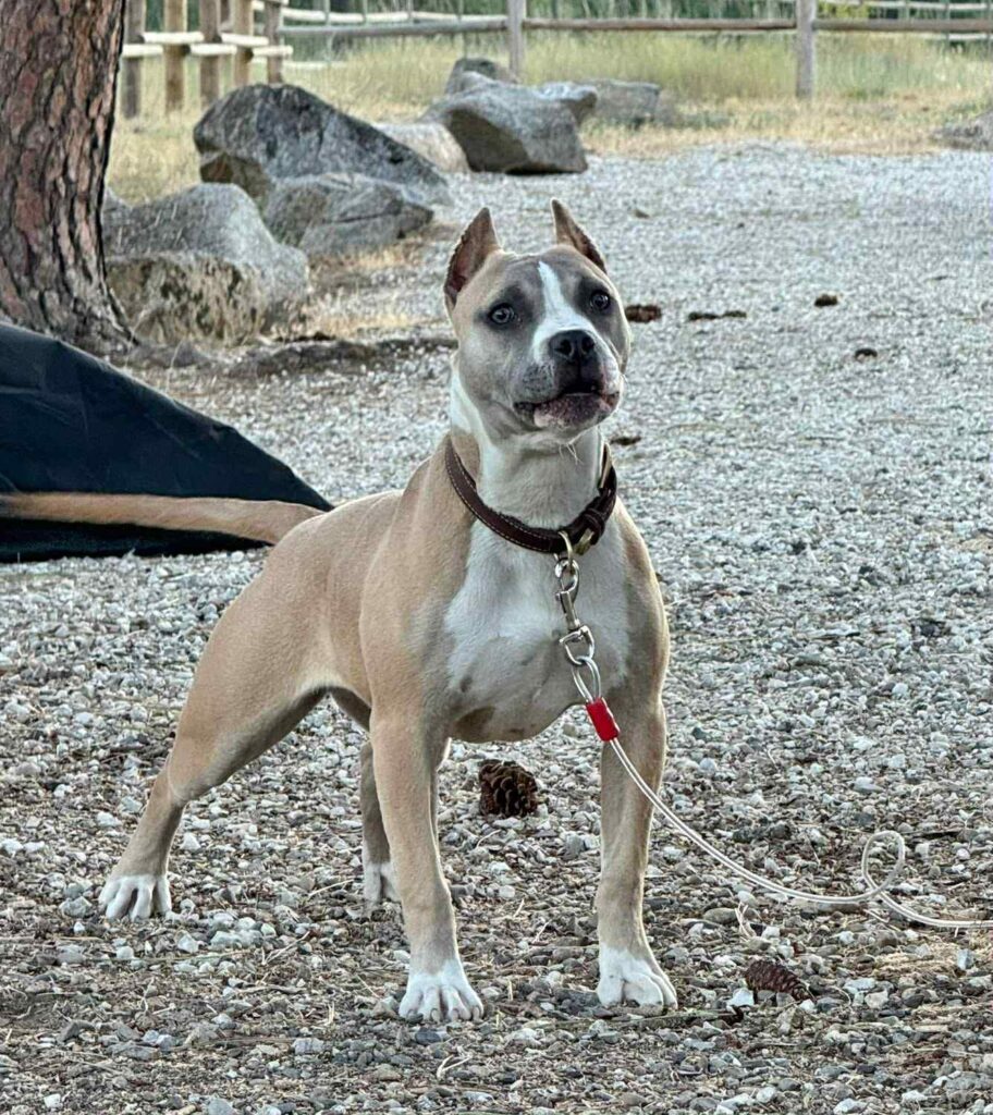 Best american pit bull terrier breeder in the usa