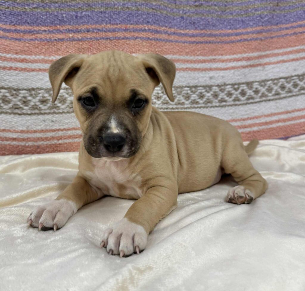 Best american pit bull terrier breeder in the usa