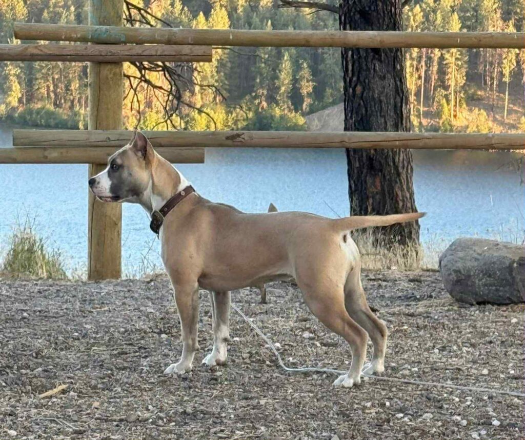 Best american pit bull terrier breeder in the usa