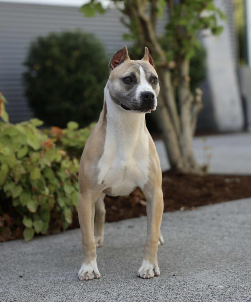 Best american pit bull terrier breeder in the usa