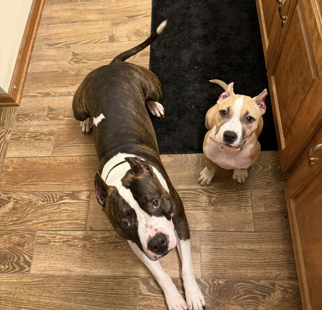 the best american pit bull terrier breeder in the usa