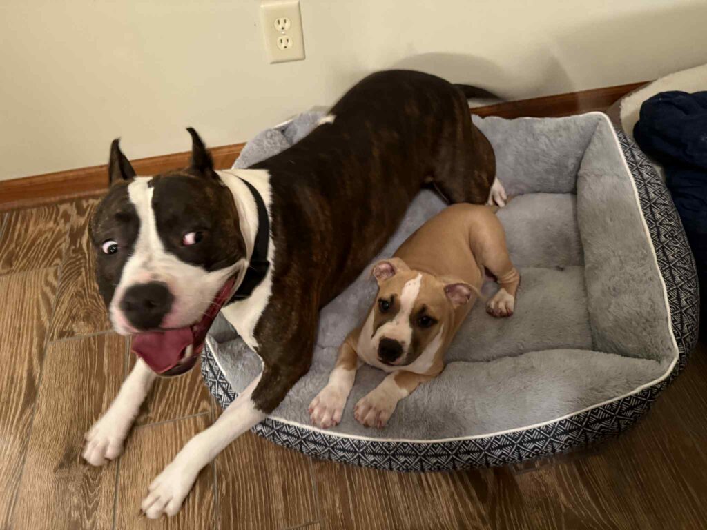 real american pit bull terrier breeder