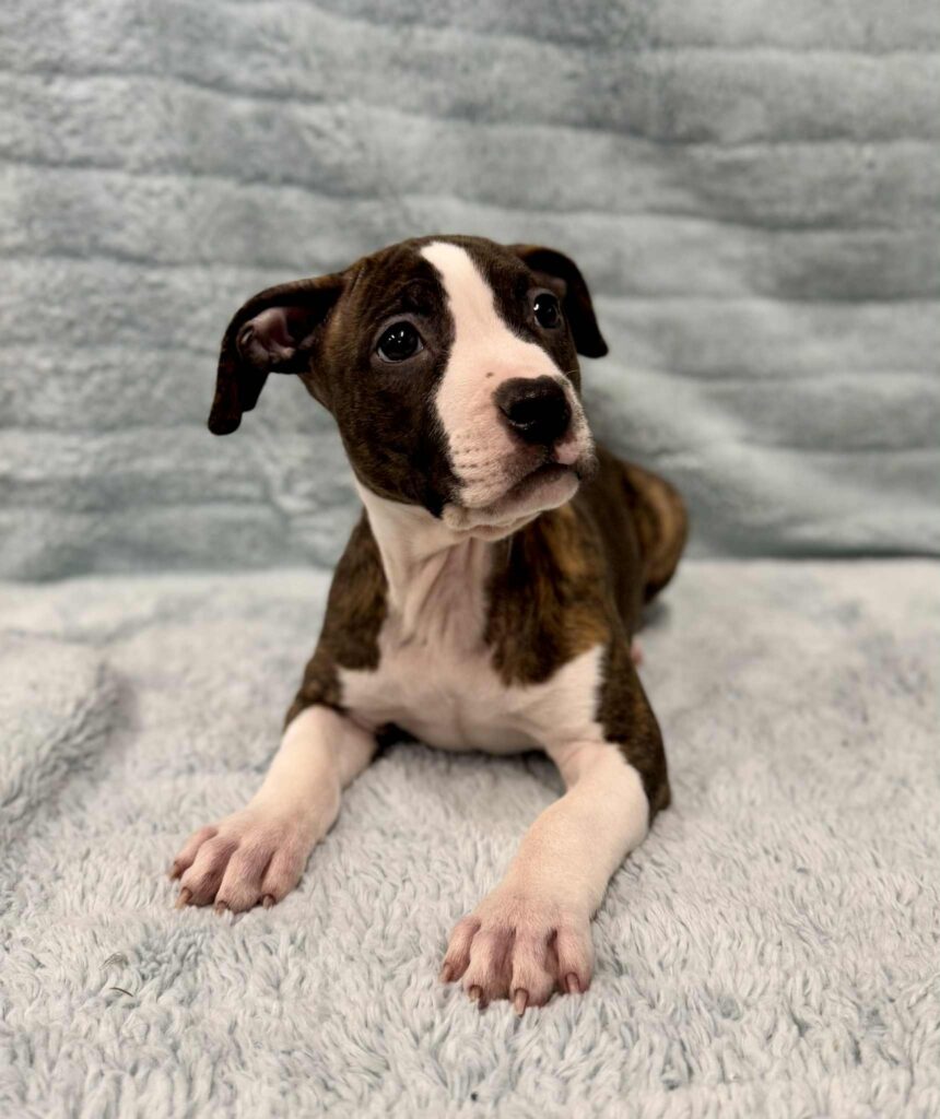 Best american pit bull terrier breeder in the usa