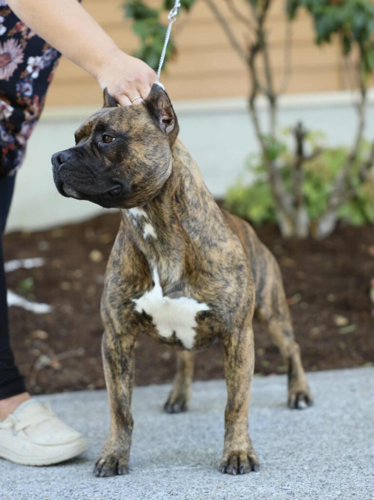 the best american pit bull terrier breeder in the usa