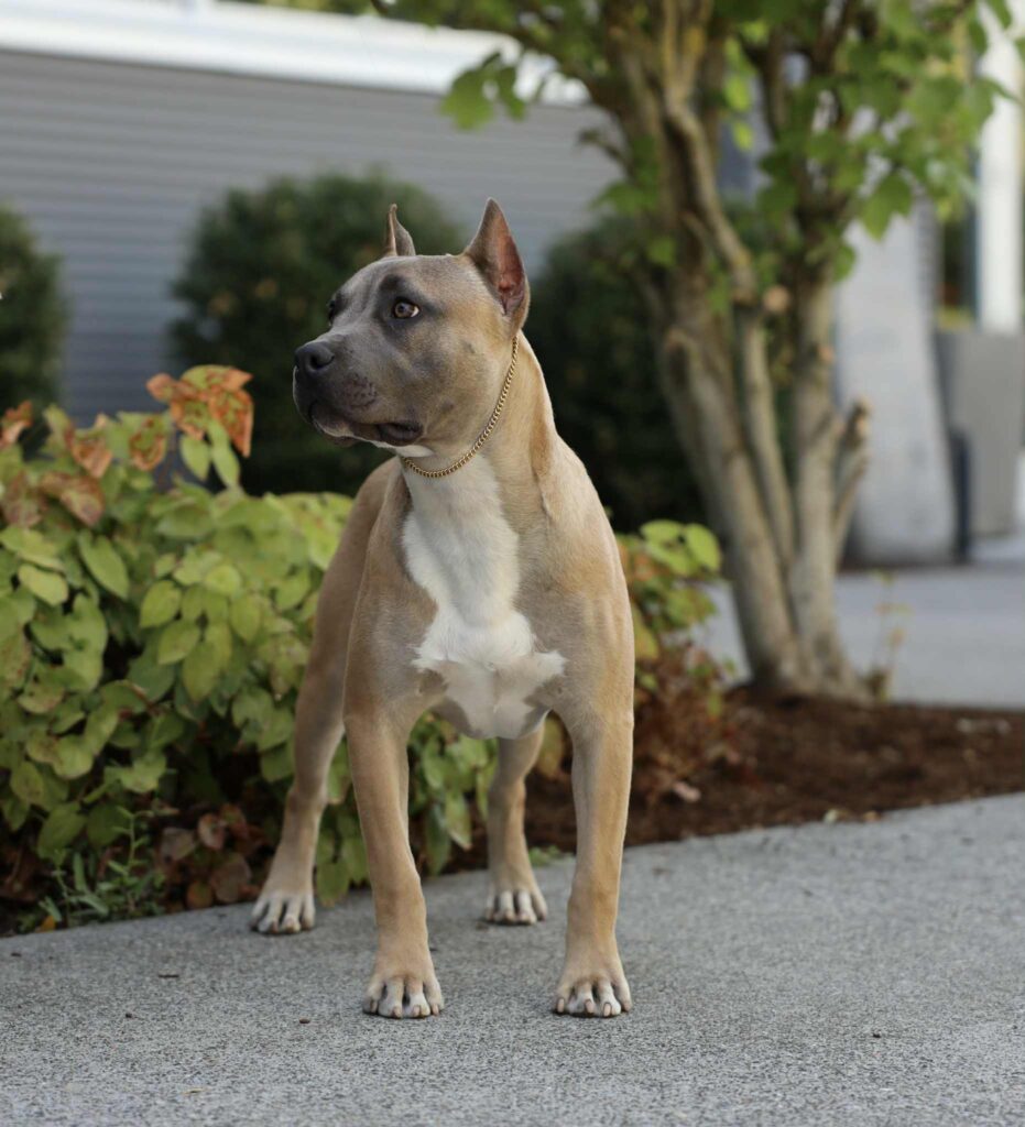 the best american pit bull terrier breeder in the usa