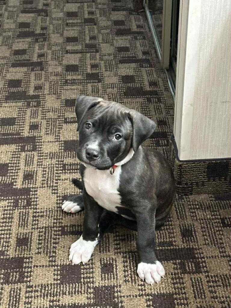 real american pit bull terrier breeder