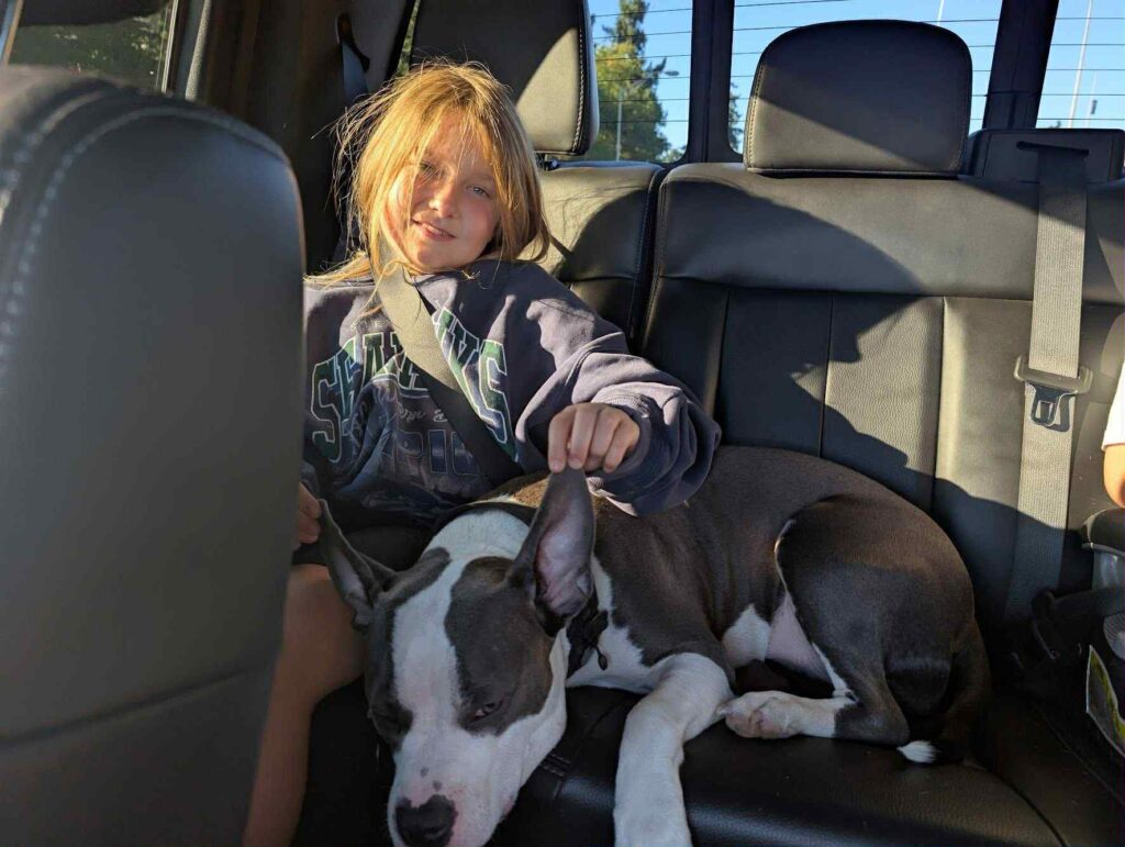 real american pit bull terrier breeder