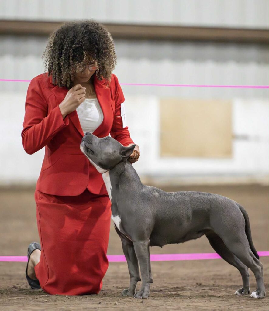 real american pit bull terrier breeder