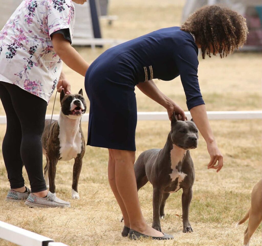 the best american pit bull terrier breeder in the usa