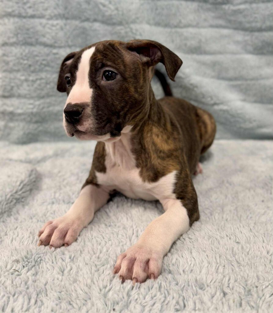 Best american pit bull terrier breeder in the usa