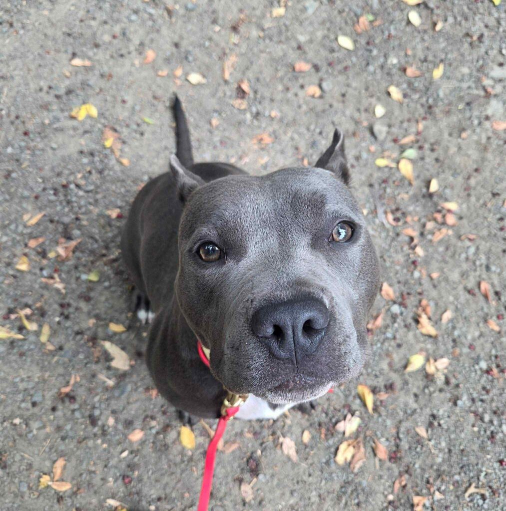 black american pit bull terrier in tenino washington