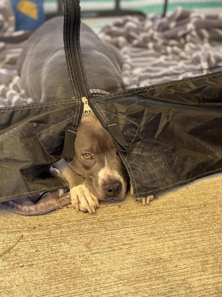 real american pit bull terrier breeder