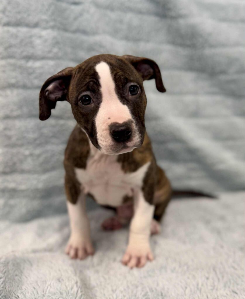Best american pit bull terrier breeder in the usa