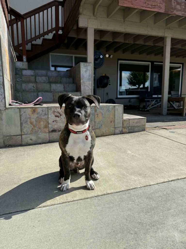 real american pit bull terrier breeder