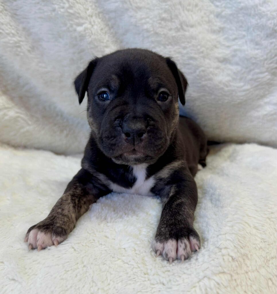 Best american pit bull terrier breeder in the usa