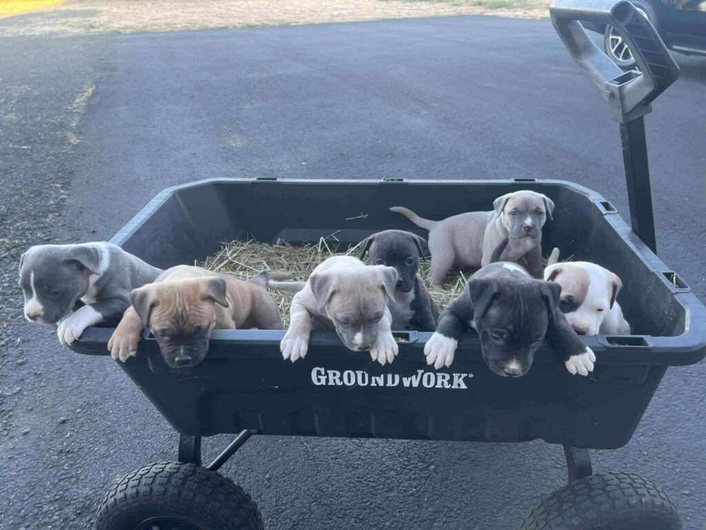 american pit bull terriers in tenino washington