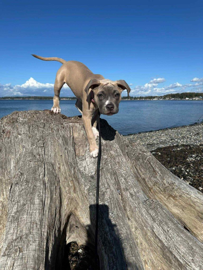 the best american pit bull terrier breeder in the usa