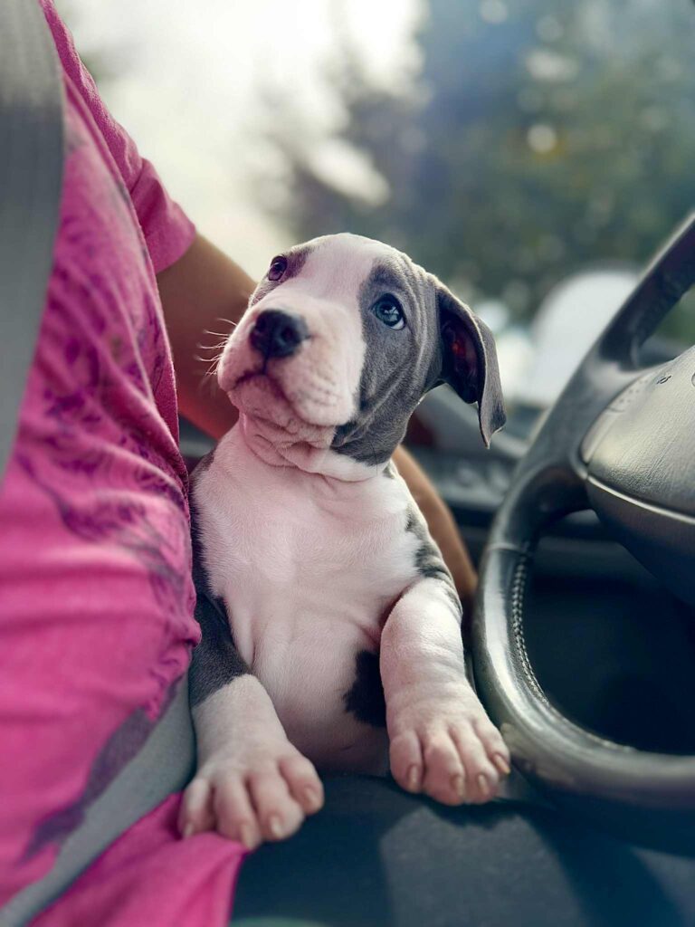 the best american pit bull terrier breeder in the usa