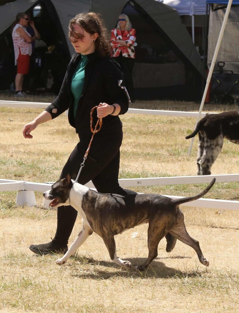 the best american pit bull terrier breeder in the usa