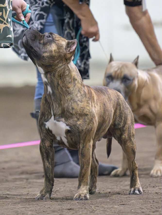 the best american pit bull terrier breeder in the usa