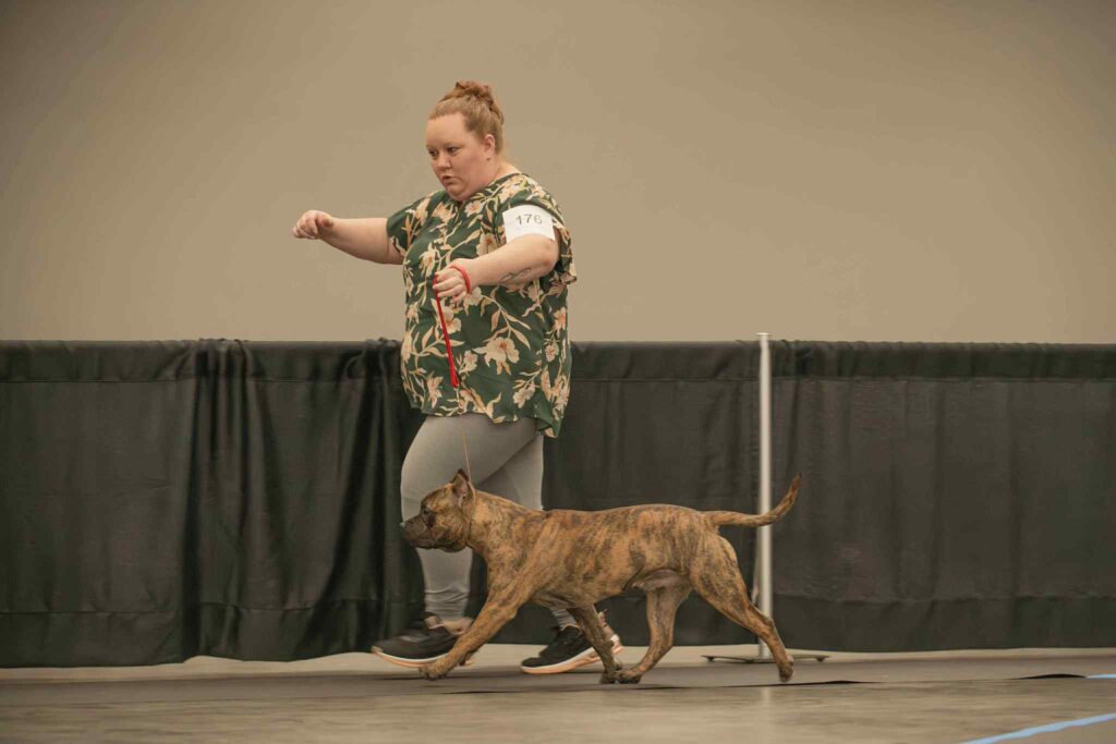 the best american pit bull terrier breeder in the usa