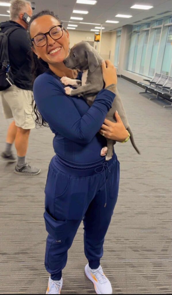 the best american pit bull terrier breeder in the usa