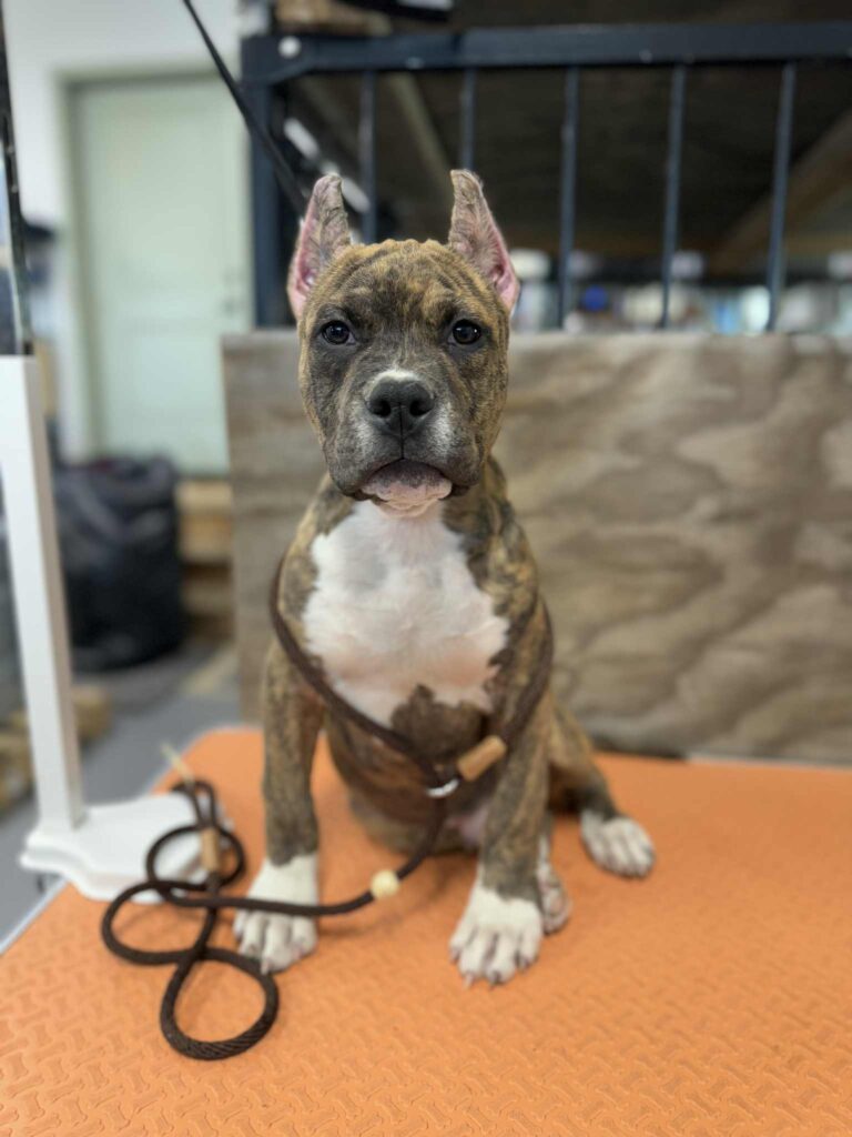 the best american pit bull terrier breeder in the usa