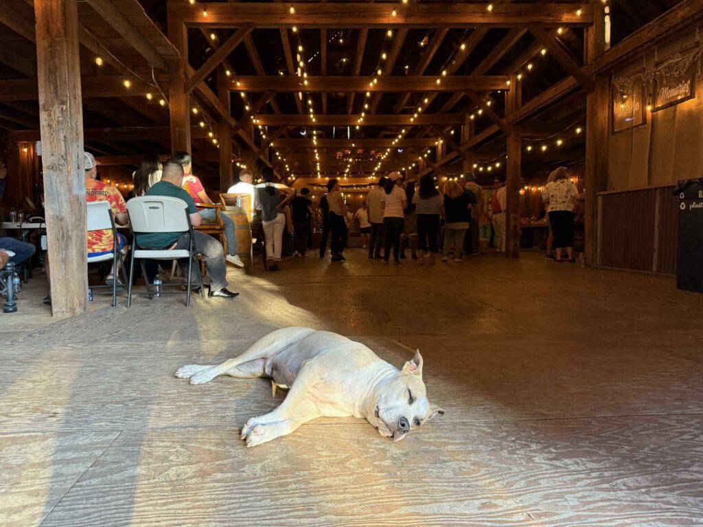 the best american pit bull terrier breeder in the usa