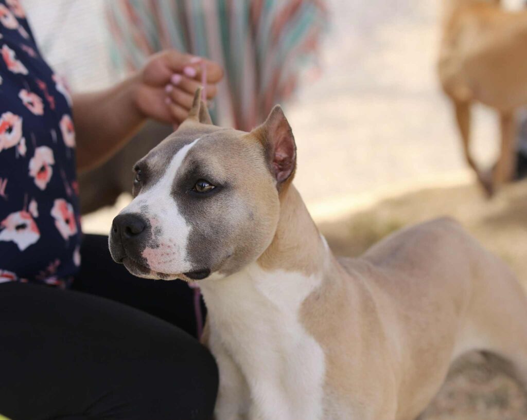 the best american pit bull terrier breeder in the usa