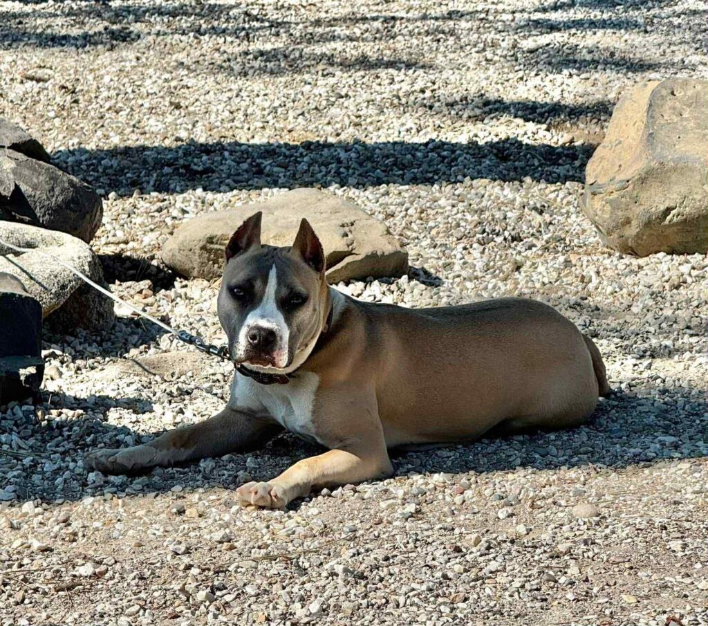 real american pit bull terrier breeder