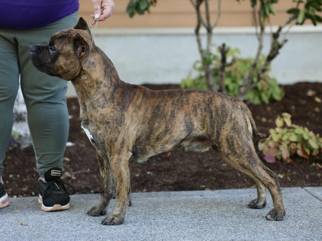 real american pit bull terrier breeder