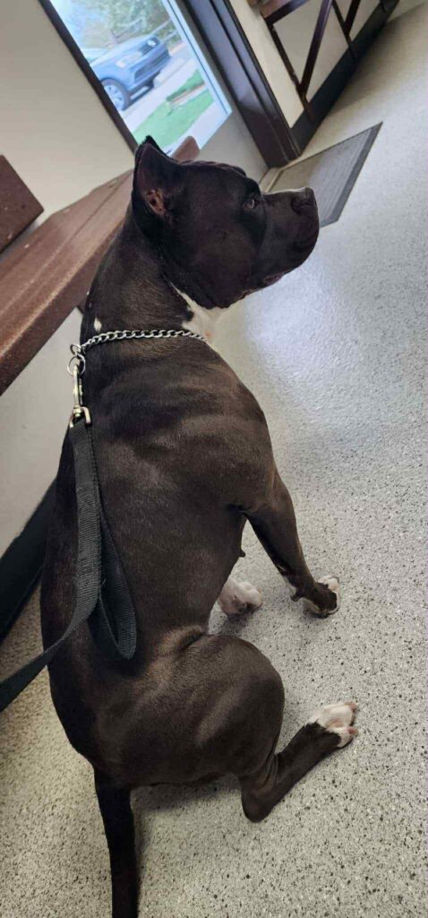 the best american pit bull terrier breeder in the usa