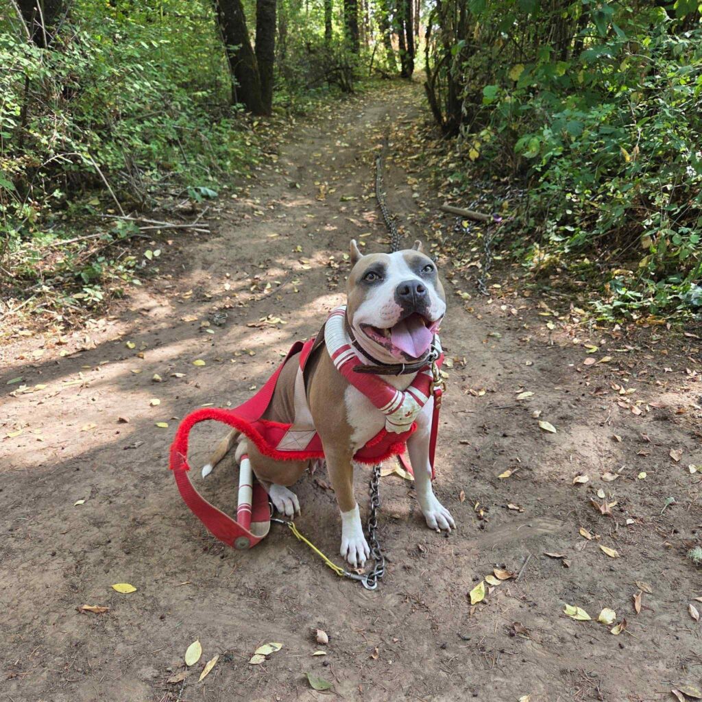 the best american pit bull terrier breeder in the usa