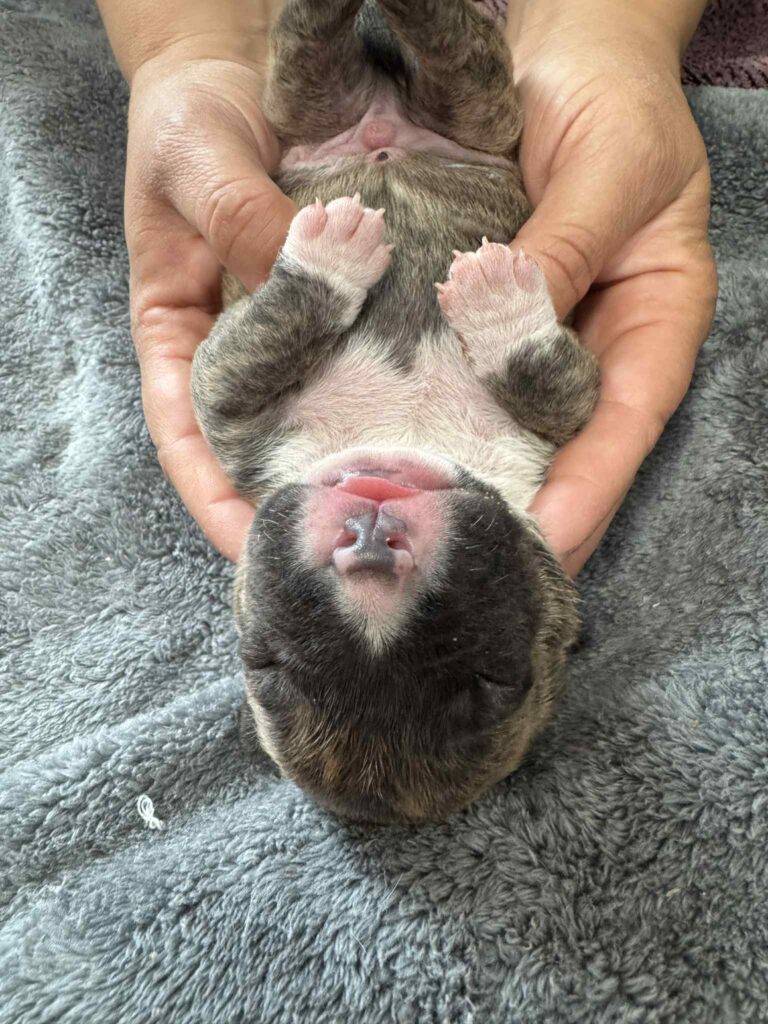 the best american pit bull terrier breeder in the usa