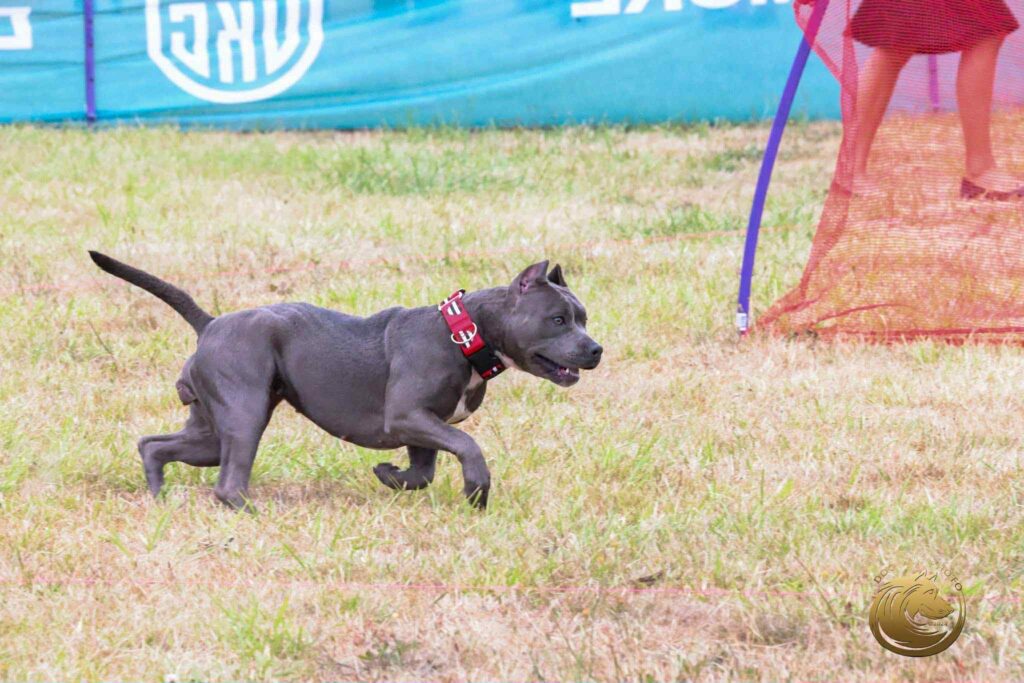 real american pit bull terrier breeder