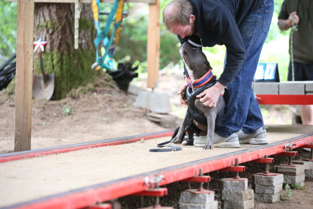 the best american pit bull terrier breeder in the usa