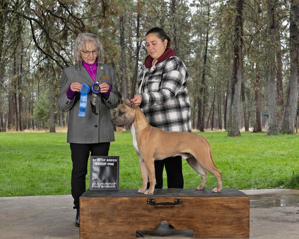 the best american pit bull terrier breeder in the usa