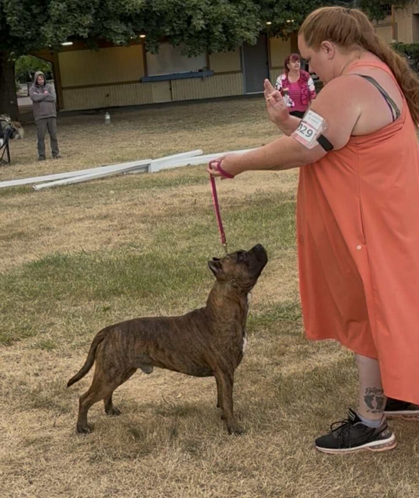 the best american pit bull terrier breeder in the usa