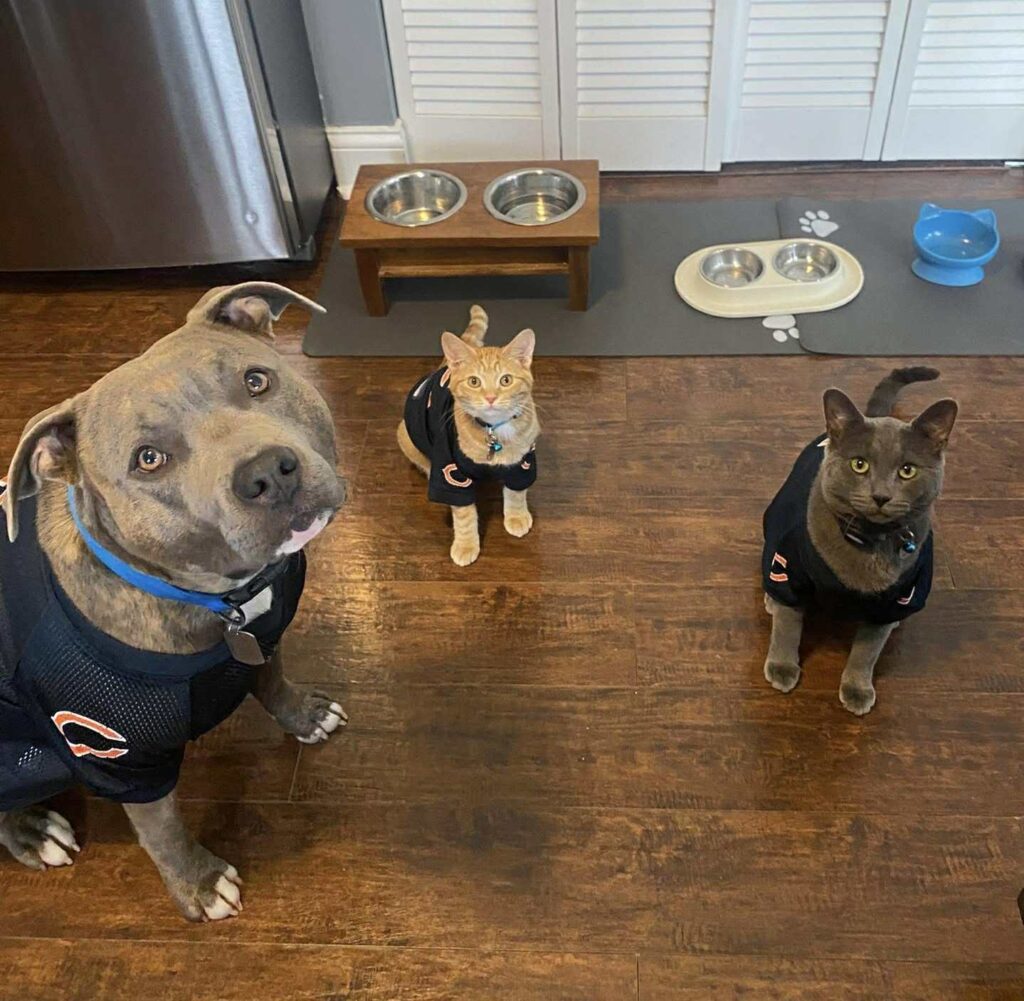 the best american pit bull terrier breeder in the usa