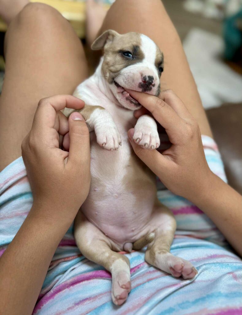 the best american pit bull terrier breeder in the usa