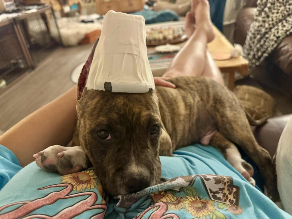 the best american pit bull terrier breeder in the usa